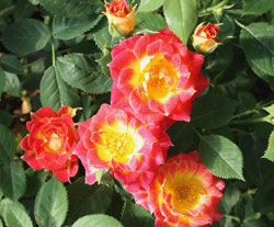 Róża 'TIDDLY WINKS'®  Rosa Sunflor /C2