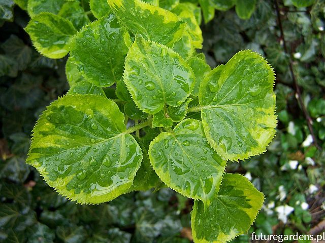 Hortensja pnąca MIRRANDA Hydrangea anomala petiolaris C2/60cm *T7