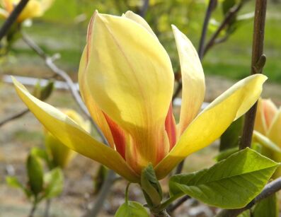 Magnolia SUNSATION C7,5/80-100cm *T29