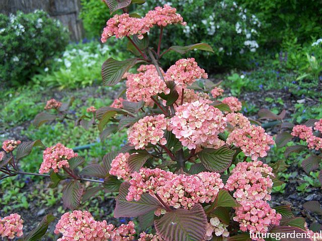 Kalina japońska ROSACE Viburnum plicatum Pink Sensation C4/40-50cm *K14w6