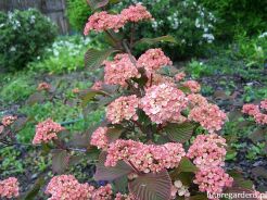Kalina japońska ROSACE Viburnum plicatum Pink Sensation C4/40-50cm *K14w6