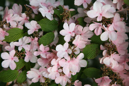 Kalina japońska PINK BEAUTY na PNIU Viburnum plicatum 