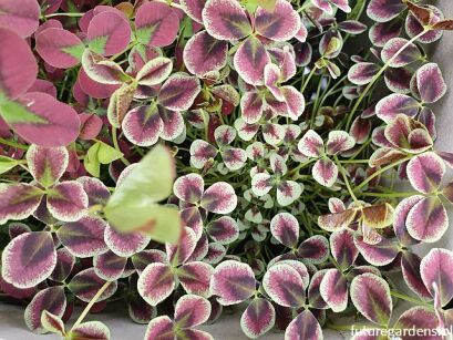 Koniczyna ESTELLE Trifolium repens /P10 *14