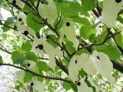 Davidia chińska Chusteczkowe drzewo Davidia involucrata var.vilmoriniana C6/80-100cm *TL