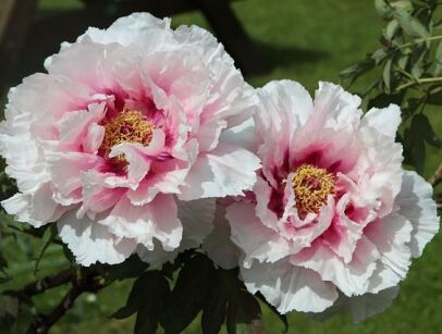 Piwonia drzewiasta FEN QIAO (pastelowy róż) Paeonia suffruticosa /C4 *6-O