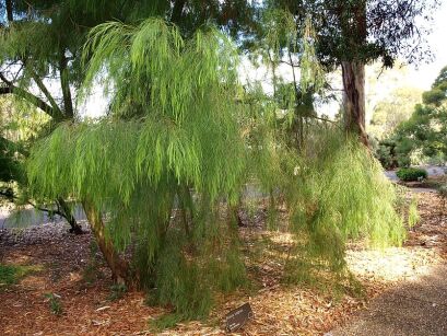 Acacia cognata LIME MAGIK