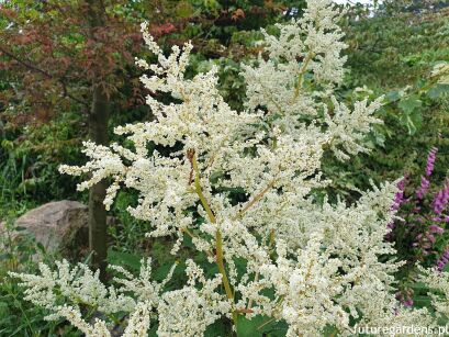 Rdest zmienny Persicaria polymorpha /C2 *K25