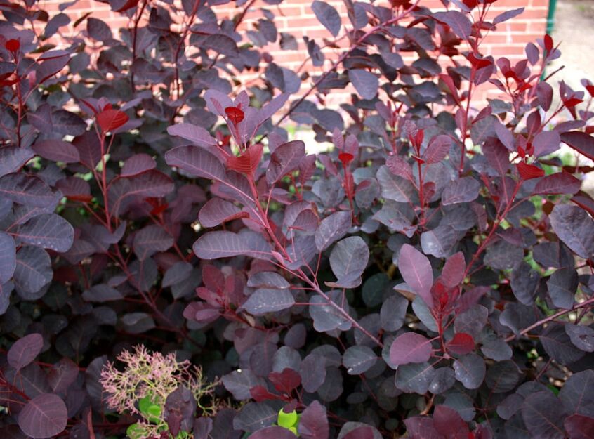 Perukowiec karłowy LILLA® Cotinus coggygria C5/20-30cm *K14