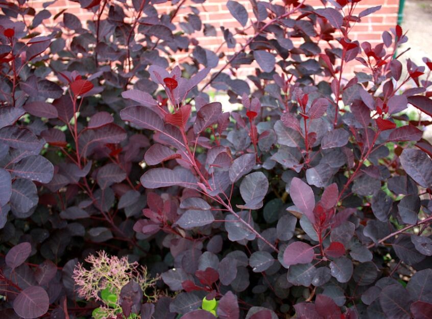 Perukowiec karłowy LILLA® Cotinus coggygria C2(C5)/20-30cm *K18