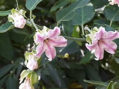 Araujia sericifera C2/40cm *K15w19