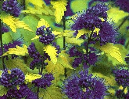 Barbula szara SUNSHINE BLUE Caryopteris incana /C10