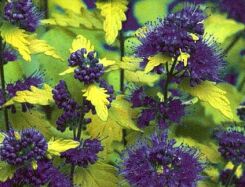 Barbula szara SUNSHINE BLUE Caryopteris incana /C10