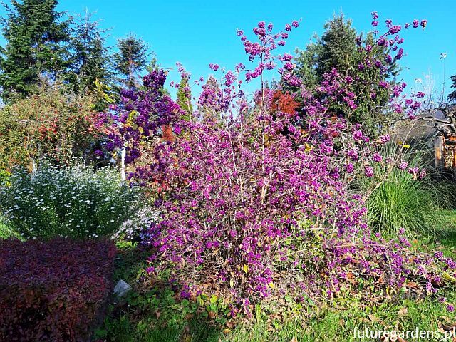 Pięknotka Bodiniera PROFUSION na PNIU Callicarpa bodinieri - drzewko C5/Pa30(60-80)cm *T56