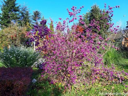 Pięknotka Bodiniera PROFUSION na PNIU Callicarpa bodinieri - drzewko C5/Pa30(60-80)cm *T56