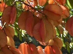 Mydleniec wiechowaty ORANGE LANTERN Roztrzeplin Koelreuteria paniculata C2/30-50cm *22T