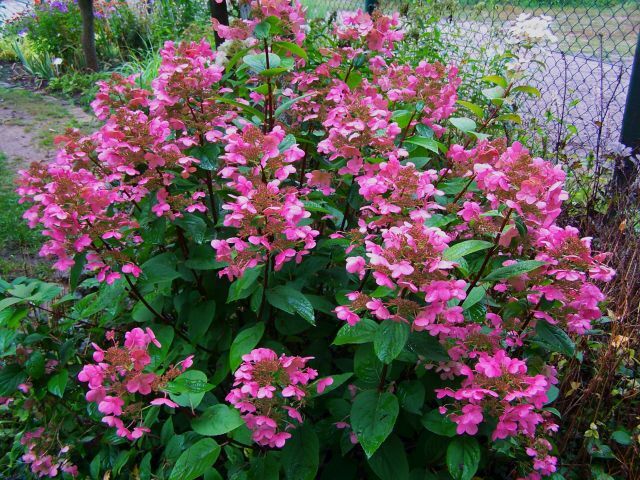 Hortensja bukietowa 'AMMARIN' Hydrangea paniculata /C3 *K13