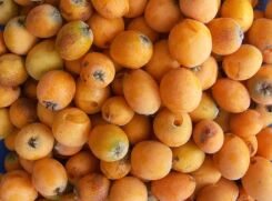 Nieśplik japoński Eriobotrya japonica C7,5/80-120cm *TL