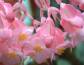 Begonia zimująca Begonia grandis subsp. evansiana /C2 *K8