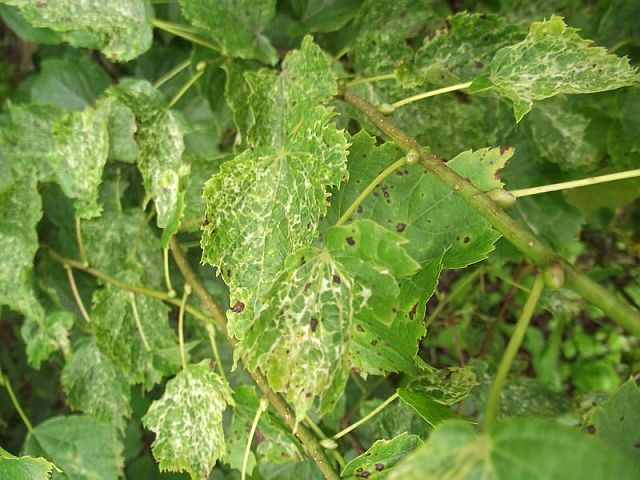 Lipa drobnolistna VARIEGATA Tilia cordata C2/30-50cm *K19
