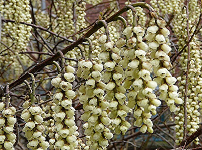 Stachiurek wczesny  Stachyurus praecox C5/1m