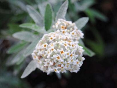 Budleja SILVER ANNIVERSARY 'Morning Mist' Buddleja /C2 *K14