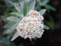 Budleja SILVER ANNIVERSARY 'Morning Mist' Buddleja /C2 *K14