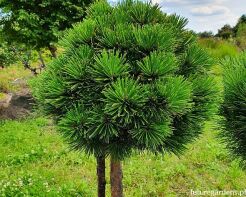 Sosna bośniacka Schmidtii 13-letnia Pinus heldreichii C25/Pa60(90)cm *4K