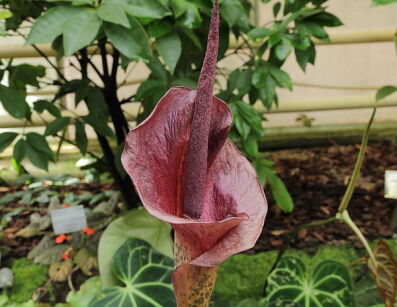 Dziwidło Riviera Amorphophallus konjac /C2 *K12