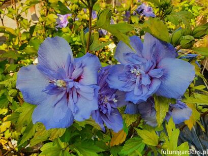 HIBISCUS syriacus BLUE CHIFFON Ketmia syryjska P15/30cm