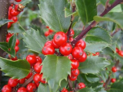 Ostrokrzew Meservy BLUE PRINCE (typ męski) Ilex ×meserveae C2/30-40cm *K20