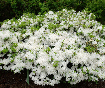 Karłowa azalia japońska KERMESINA ALBA Japanese azalea C4/20-40cm *18