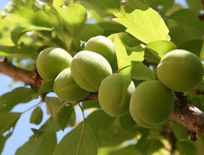 Morela japońska OMOI-NO-MAMA Chińska śliwka Prunus mume C5/Pa30(40-60)cm *K8