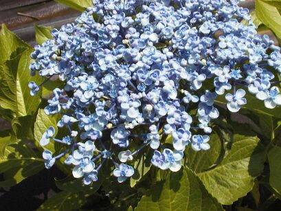 Hortensja ogrodowa 'AYESHA' Hydrangea macrophylla /C2 *K15w18