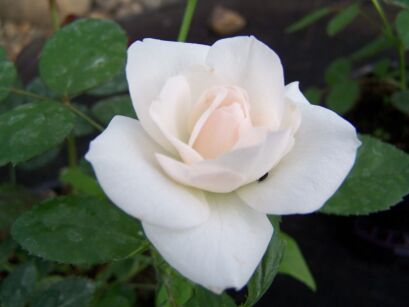 Rosa R 'Aspirin'® TANIRIPSA Róża okrywowa /C2