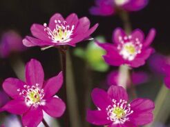 Przylaszczka RED FOREST Hepatica japonica /P7