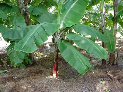  Bananowiec Musa basjoo Banan C2/30-50cm *G