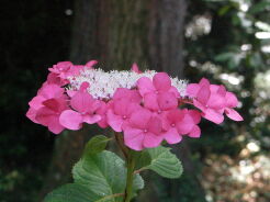 Hortensja ogrodowa GEOFFREY CHANDBUND Hydrangea macrophylla C2/20cm *9