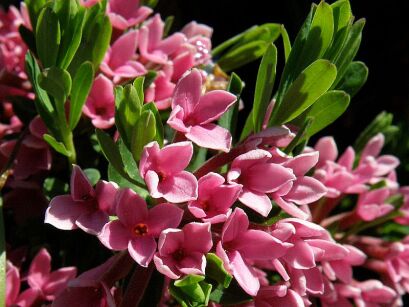 Wawrzynek transatlantycki SPRING PINK ETERNAL FRAGRANCE 'Blapink' Daphne transatlantica C5/30cm *T22