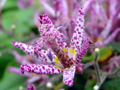 Tricyrtis formosana MASAMUNEI Trójsklepka owłosiona Orchidea ogrodowa 