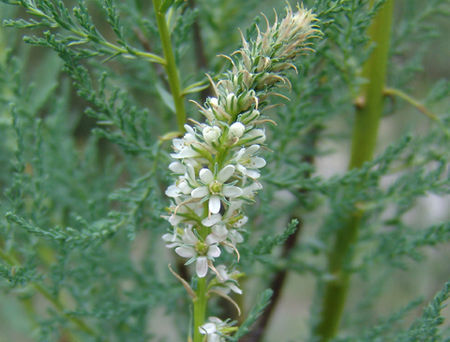 Września pobrzeżna Myricaria germanica C2/60 cm *K14