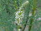 Września pobrzeżna Myricaria germanica C2/40-50 cm *5