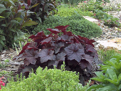 Żurawka amerykańska PALACE PURPLE Heuchera americana /C2 *K8