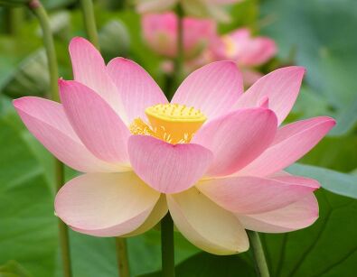   Lotos orzechodajny Nelumbo nucifera XI MIN TJING - 2 szt. NASION z zestawem *B