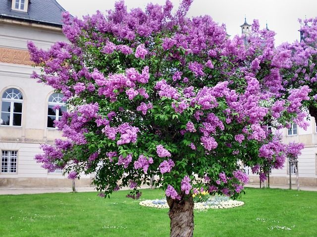 Lilak pospolity FIOLETOWY Syringa vulgaris C2/40-60cm *21K