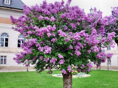 Lilak pospolity FIOLETOWY Syringa vulgaris C2/40-60cm *21K
