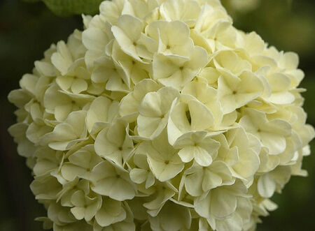 Kalina japońska OPENING DAY® Viburnum plicatum C5/40-60cm