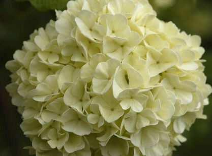 Kalina japońska OPENING DAY® Viburnum plicatum C5/40-60cm