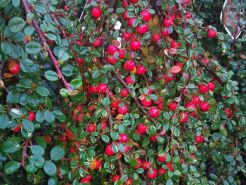 Irga miniaturowa MOONCREEPER Cotoneaster dammeri /C1,3 *K18