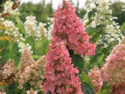 Hortensja bukietowa 'DOLLY' Hydrangea paniculata /C3