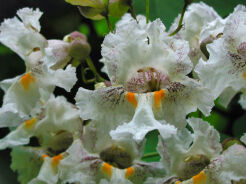 Catalpa forma WIELOPĘDOWA Surmia Katalpa